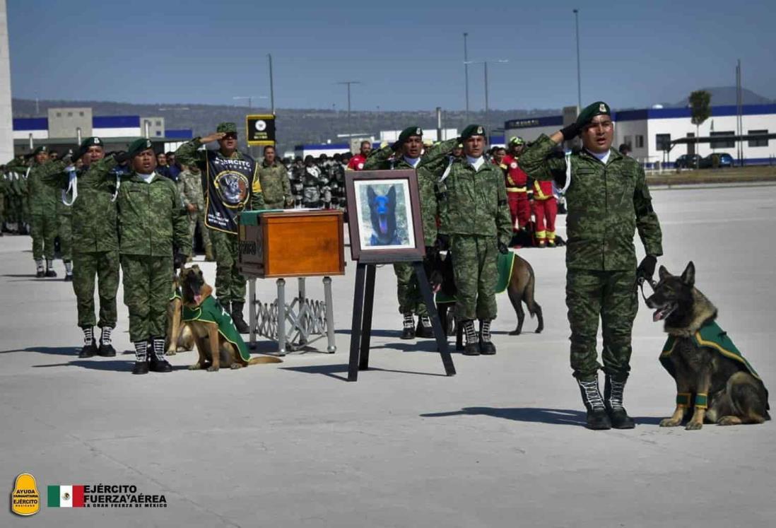 Rinden homenaje aficionados de Trabzonspor en Turquía a Proteo, perro rescatistas de la Sedena