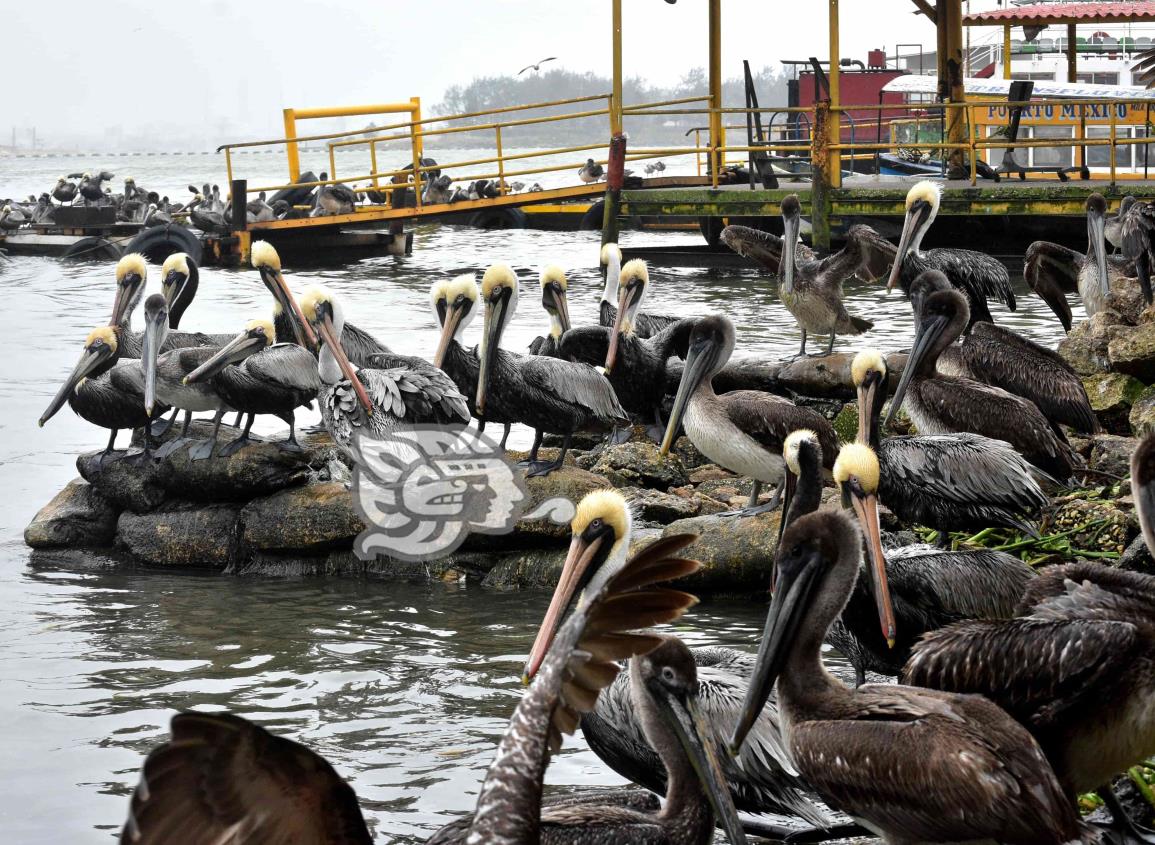 Aves de costa también sufren frente frío en Coatzacoalcos