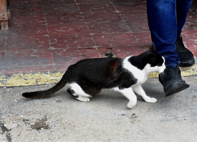 Prevención y vacunación, indispensables para supervivencia de gatos