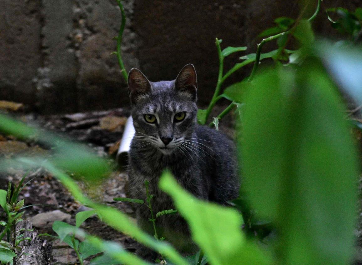 Prevención y vacunación, indispensables para supervivencia de gatos