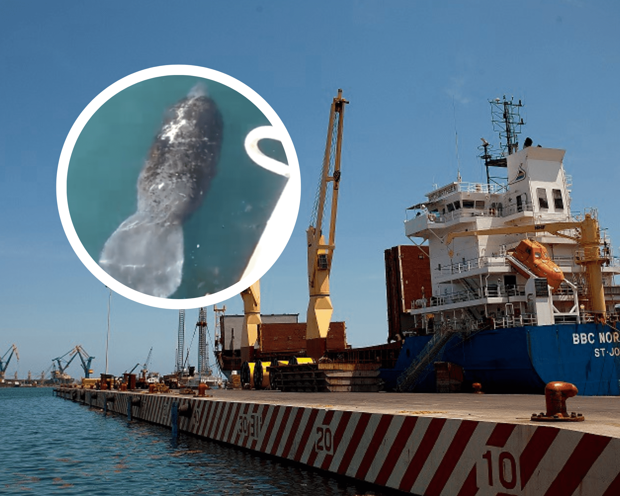 Sorprende manatí en muelle del puerto de Veracruz(+Video)