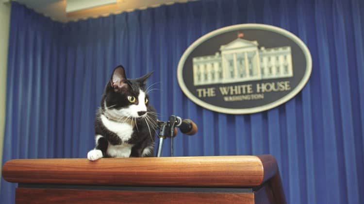 ¡Entérate! Hoy es el Día Internacional del Gato