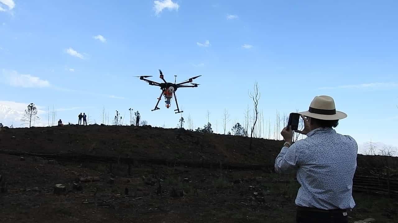 Con drones buscan reforestar bosques dañados por incendios forestales en Veracruz