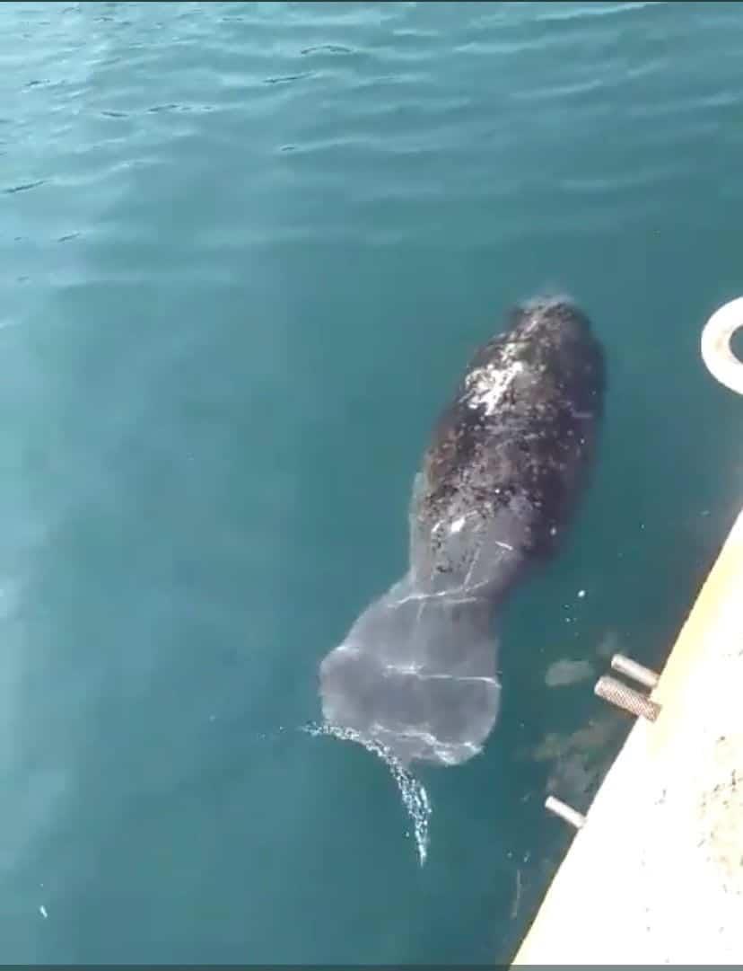 Aquarium de Veracruz se dice atento para salvaguardar el manatí visto en el puerto