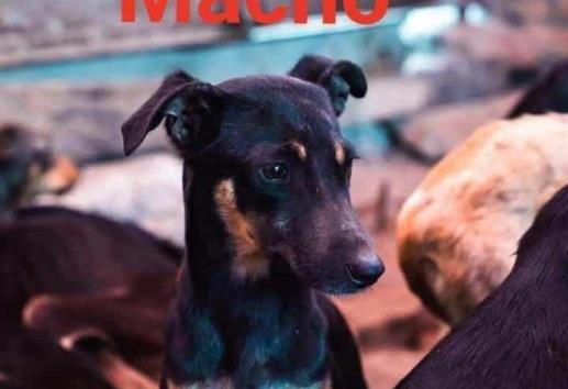 Buscan hogar para 16 cachorros que fueron abandonados en Huiloapan
