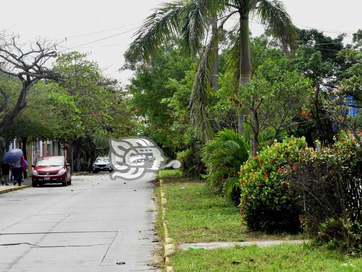 Piden atención de Limpia Pública y Alumbrado en la Frutos de la Revolución