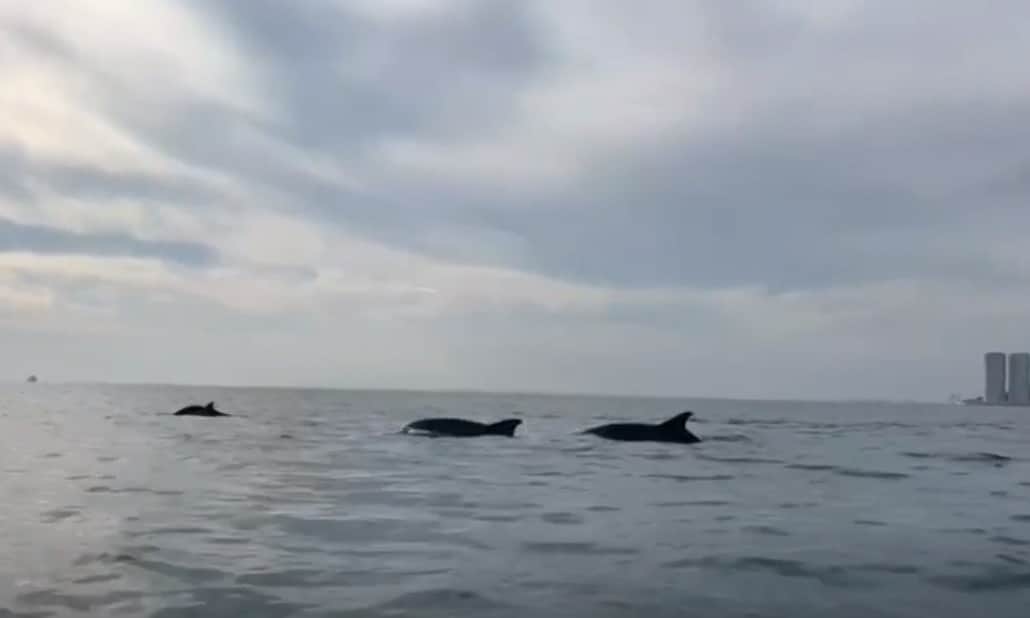 Avistan manada de delfines por la Isla de los Sacrificios