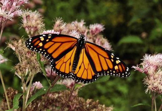 Va mariposa monarca de regreso a EU y Canadá