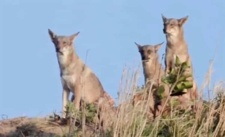 Manada de coyotes que habita en Coatzacoalcos ha aumentado, asegura ambientalista