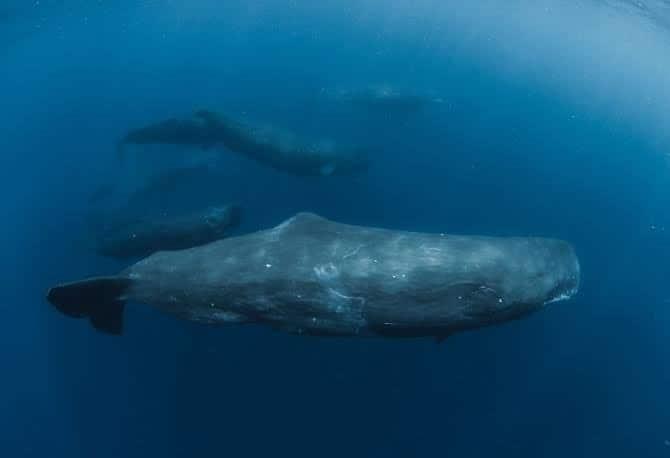 Pesca ilegal pone en peligro de extinción a ballenas