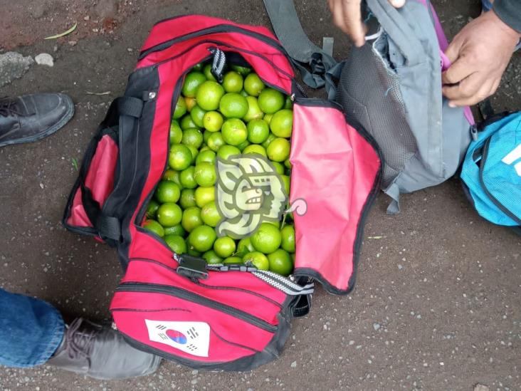 Mochileros arrasan con la cosecha de limón en misantla