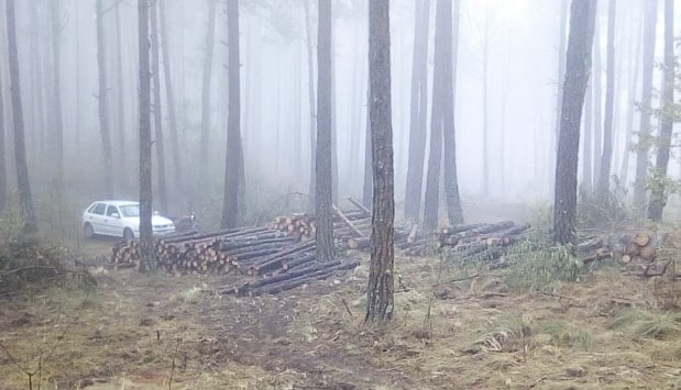SEDEMA asegura que no existe tala clandestina en San Juan del Monte