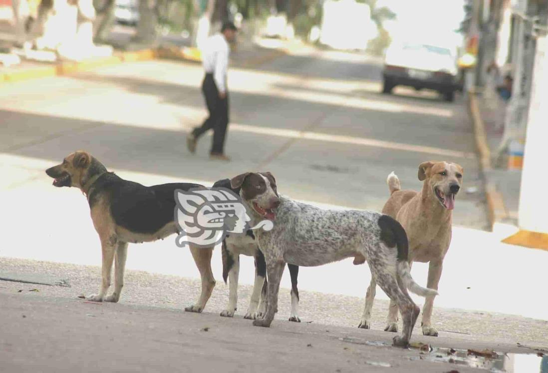 Por altas temperaturas, advierten por golpe de calor a perritos en Veracruz