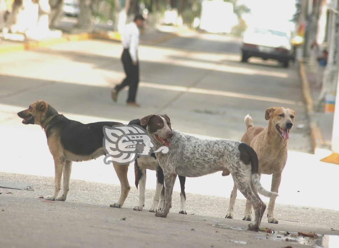 ¡Los ‘lomitos’ también sufren!; perros pueden sufrir golpe de calor