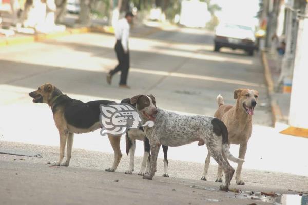 ¡Los ´lomitos´ también sufren!; perros pueden sufrir golpe de calor
