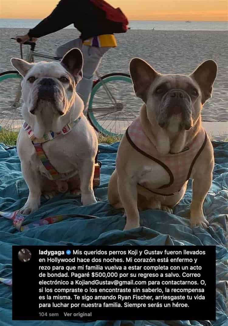 Lady Gaga es demandada por no pagar recompensa de sus perros