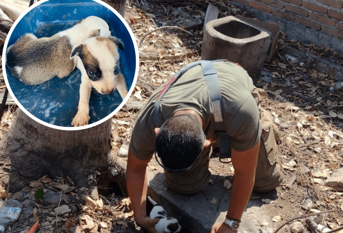 Rescatan a dos cachorritos en Cardel; habían caído a una fosa