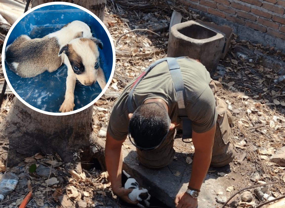 Rescatan a dos cachorritos en Cardel; habían caído a una fosa