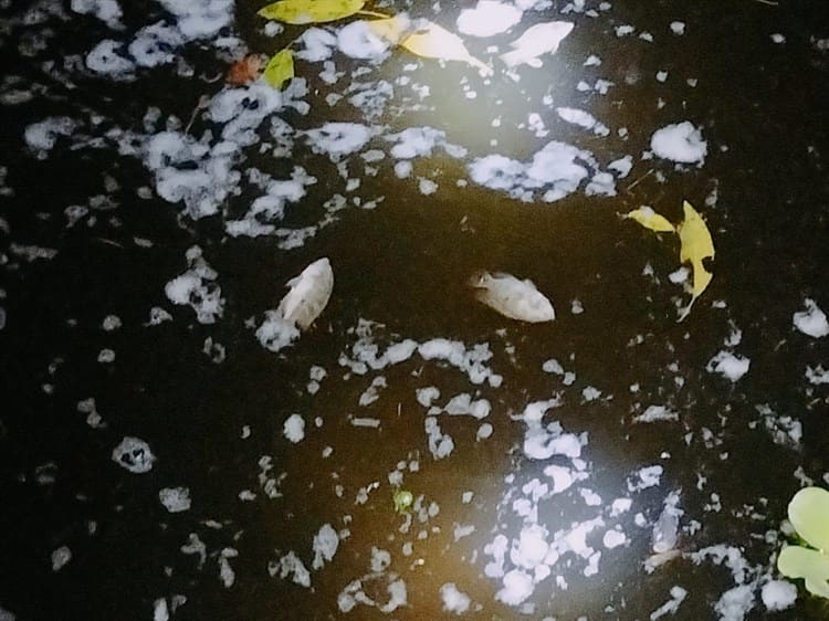 Desechos tóxicos de empresa genera ecocidio de peces en San Rafael