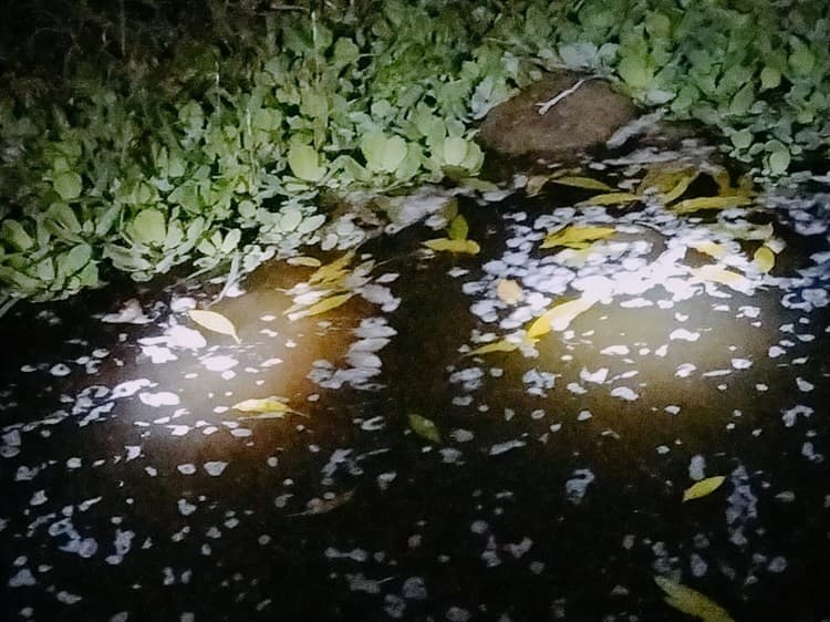 Desechos tóxicos de empresa genera ecocidio de peces en San Rafael