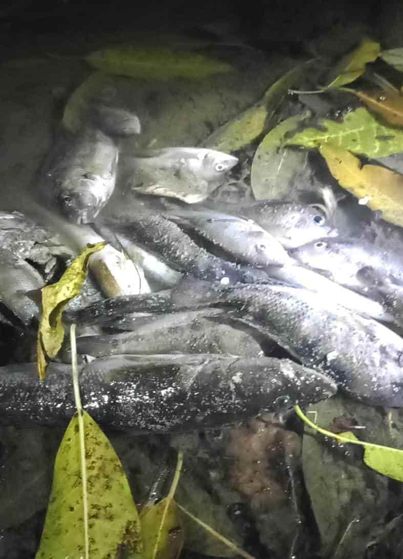 Denuncian ecocidio de peces por desechos tóxicos de empresa en San Rafael