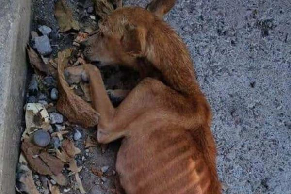 Urgen ayuda para perrito maltratado en Boca del Río