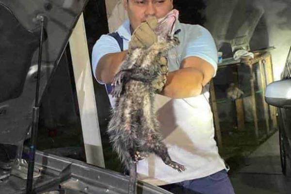 Rescatan y liberan a curioso tlacuache en Ciudad Mendoza