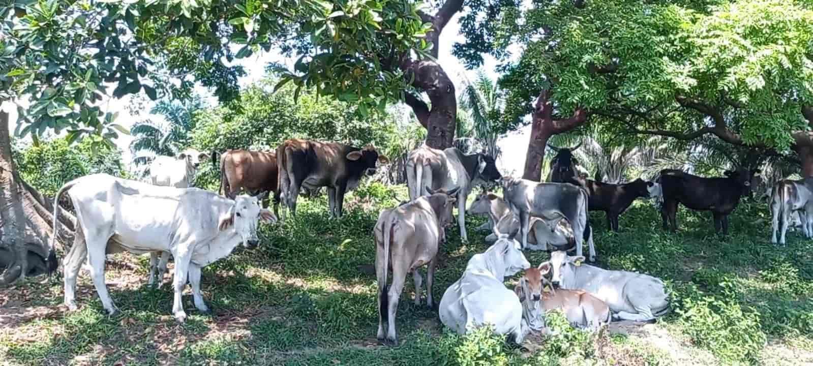 Ganaderos del sur de Veracruz harán frente a el estiaje