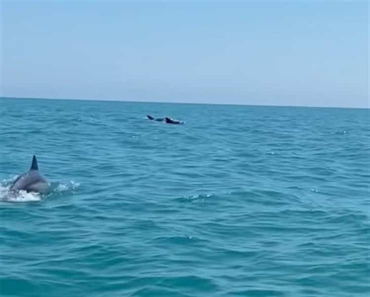 Reportan avistamiento de 17 delfines frente a playas de Pajapan, Veracruz