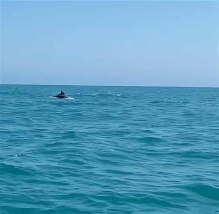 Reportan avistamiento de 17 delfines frente a playas de Pajapan, Veracruz