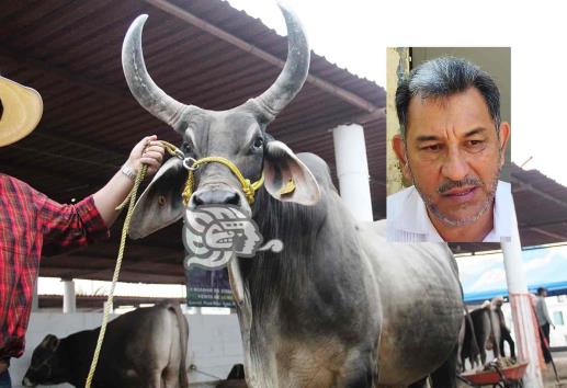 Ahí para la otra; no habrá ganadería en la Expo Feria Coatza 2023 (+Video)
