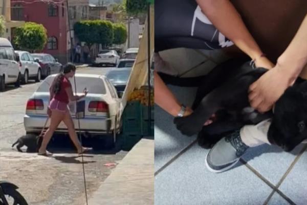 Mujer pasea a bebé jaguar en calles de Jalisco