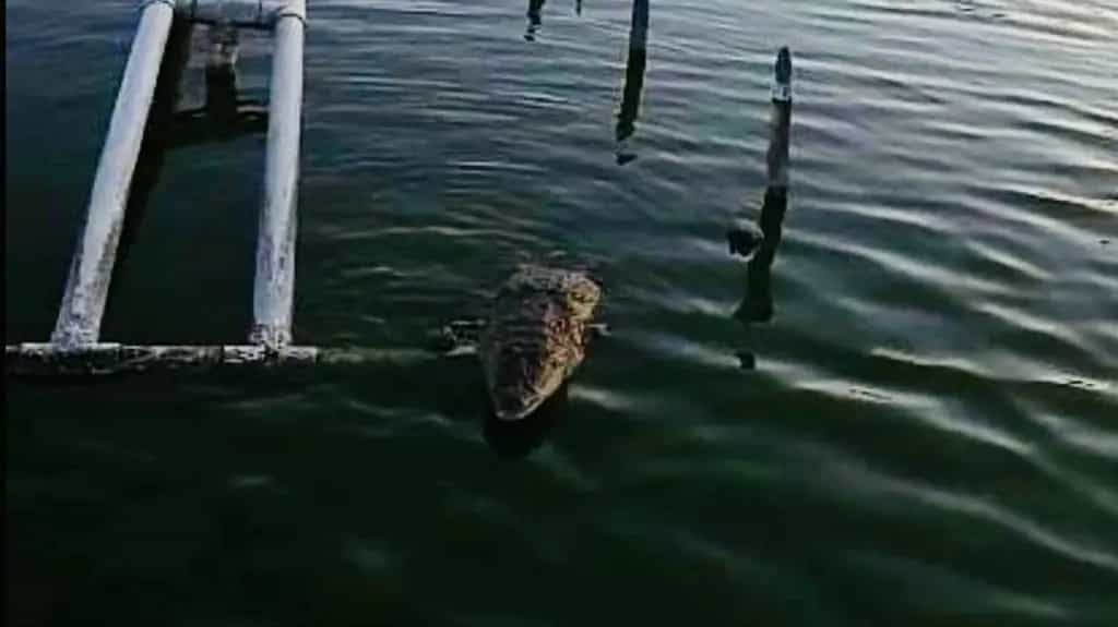 Veracruzanos votan por nombre de cocodrilo que habita en la laguna del Malibrán