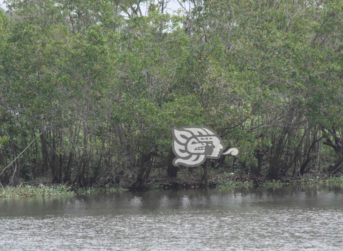 Sembrarán 6 mil plantas de mangle en Tonalá