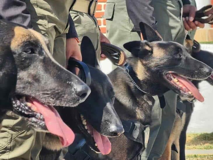 ¡Bravo! 8 elementos caninos de la Fuerza Civil retirados en Veracruz reciben homenaje