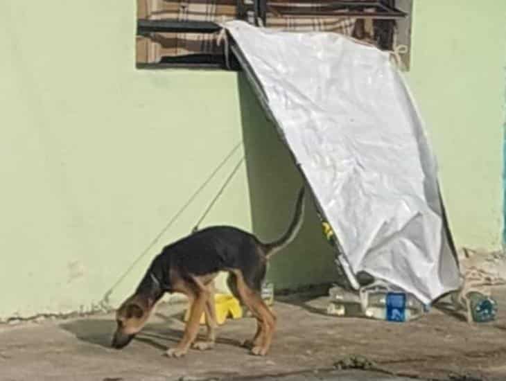 Vecinos exponen y denuncian presunto caso de maltrato animal en Las Choapas