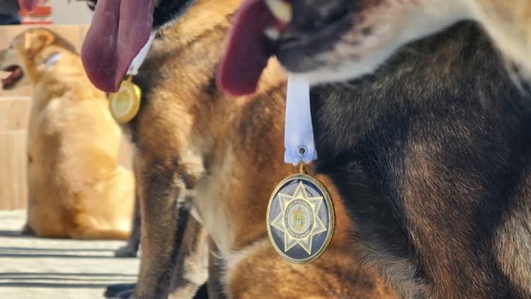 ¡Bravo! 8 elementos caninos de la Fuerza Civil retirados en Veracruz reciben homenaje