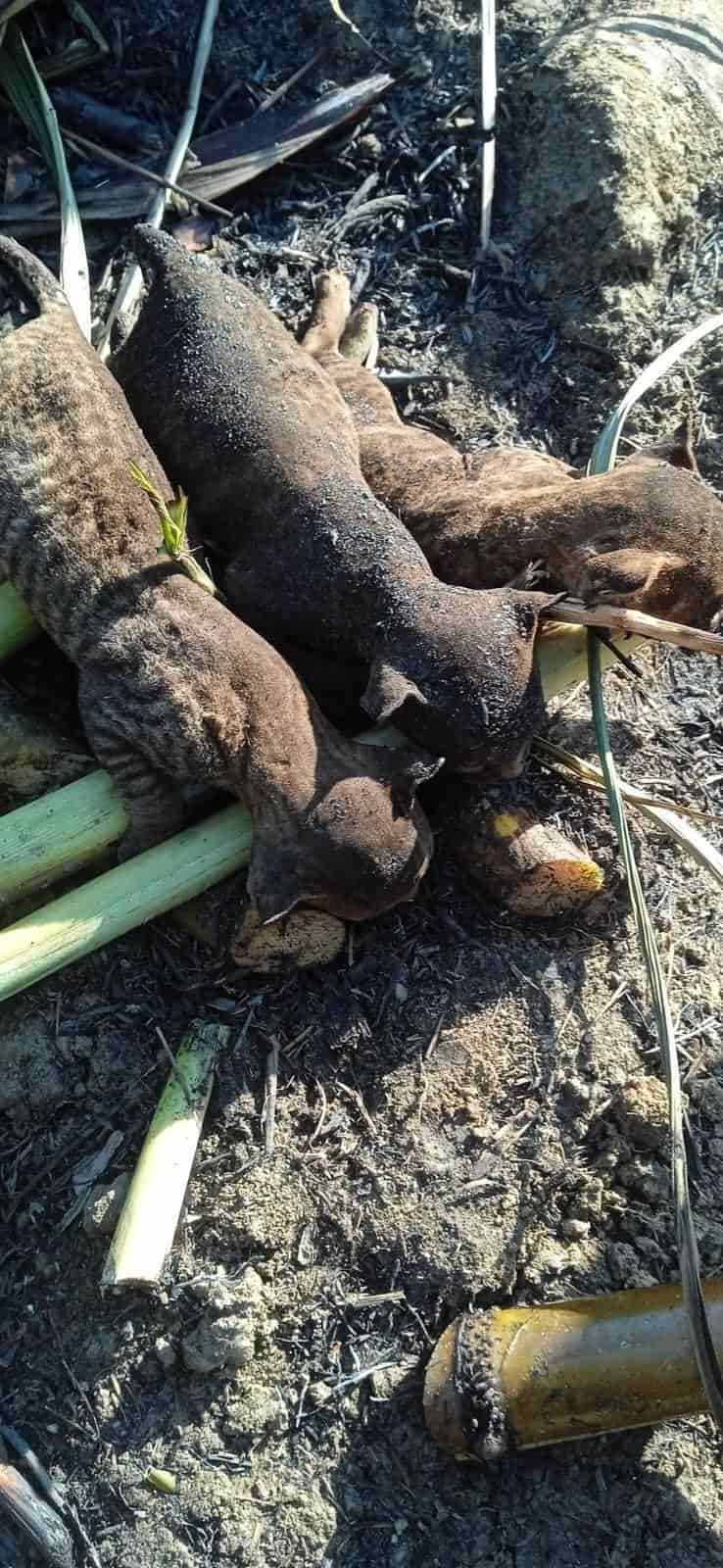 Hallan a tigrillos muertos en cañales de la Cuenca del Papaloapan