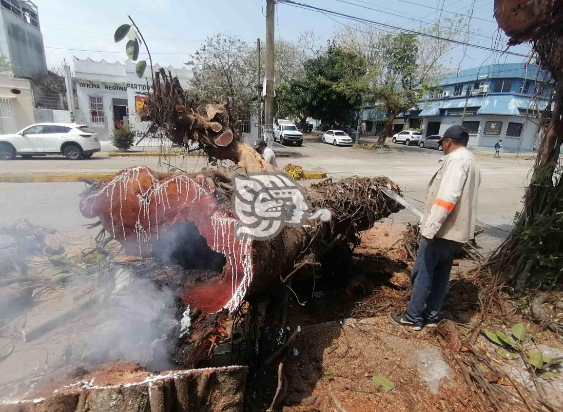 Talan ancestro árbol en el Centro de Coatzacoalcos (+Video)