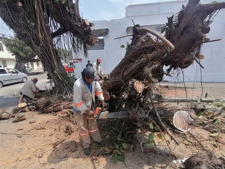 Talan ancestro árbol en el Centro de Coatzacoalcos (+Video)