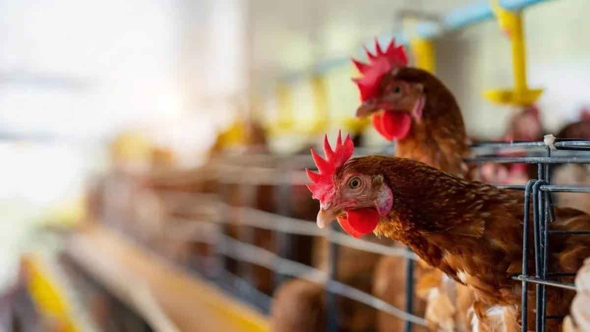 Aves dentro de granjas en Veracruz libres de gripe aviar
