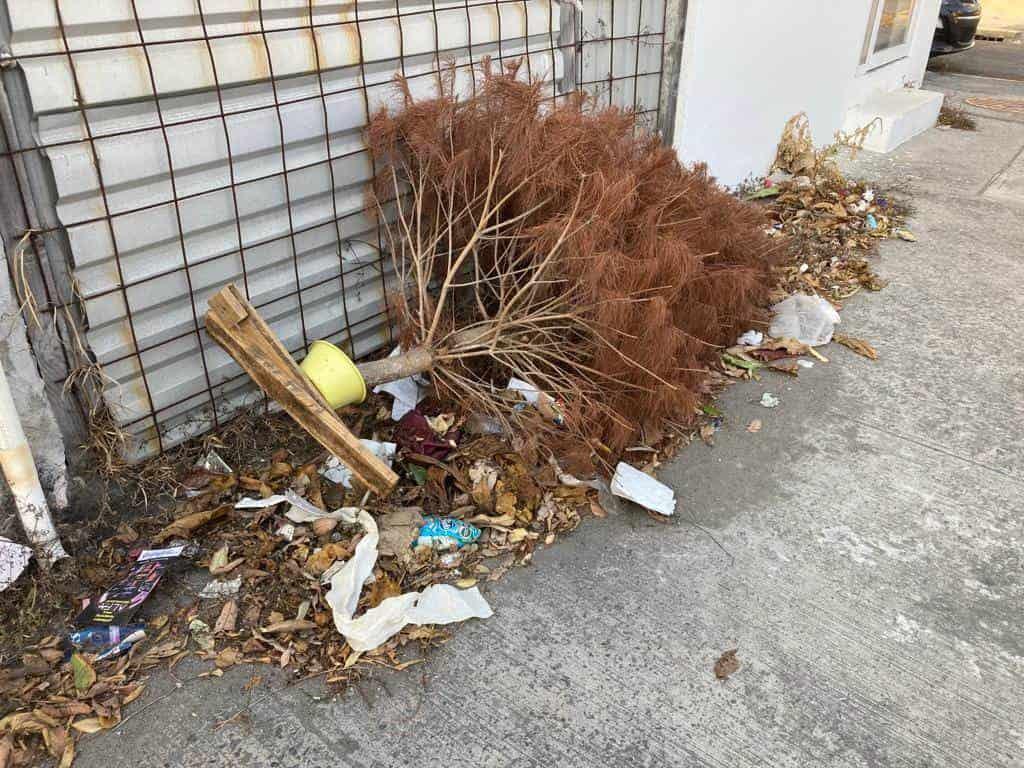 ¡En pleno marzo! Siguen dejando tirados arbolitos de Navidad en calles de Boca del Río