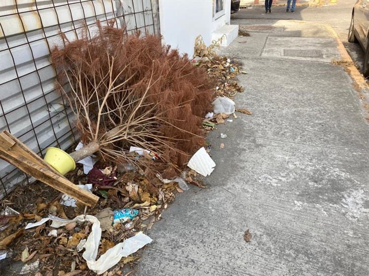 ¡En pleno marzo! Siguen dejando tirados arbolitos de Navidad en calles de Boca del Río