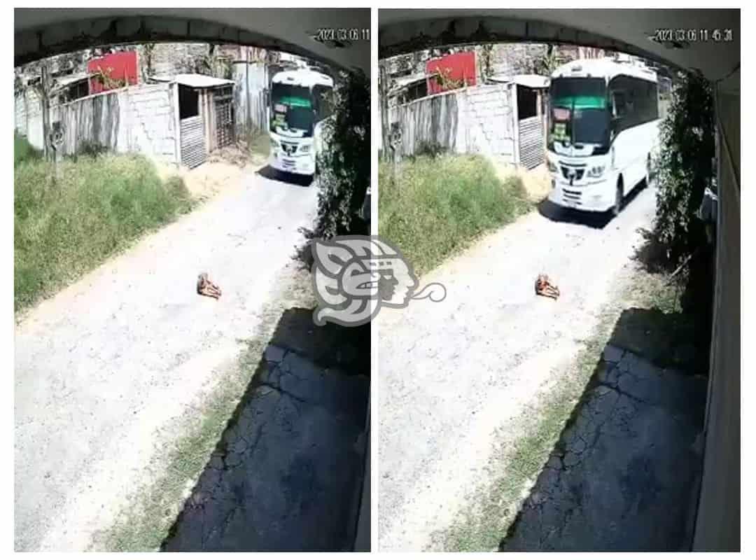 Chofer arrolla a perrito en Córdoba
