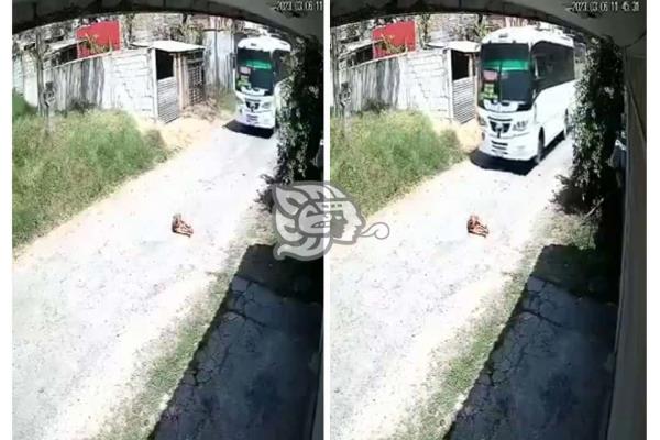 ¡Indignante! Bárbaro chofer arrolla a perrito en Córdoba