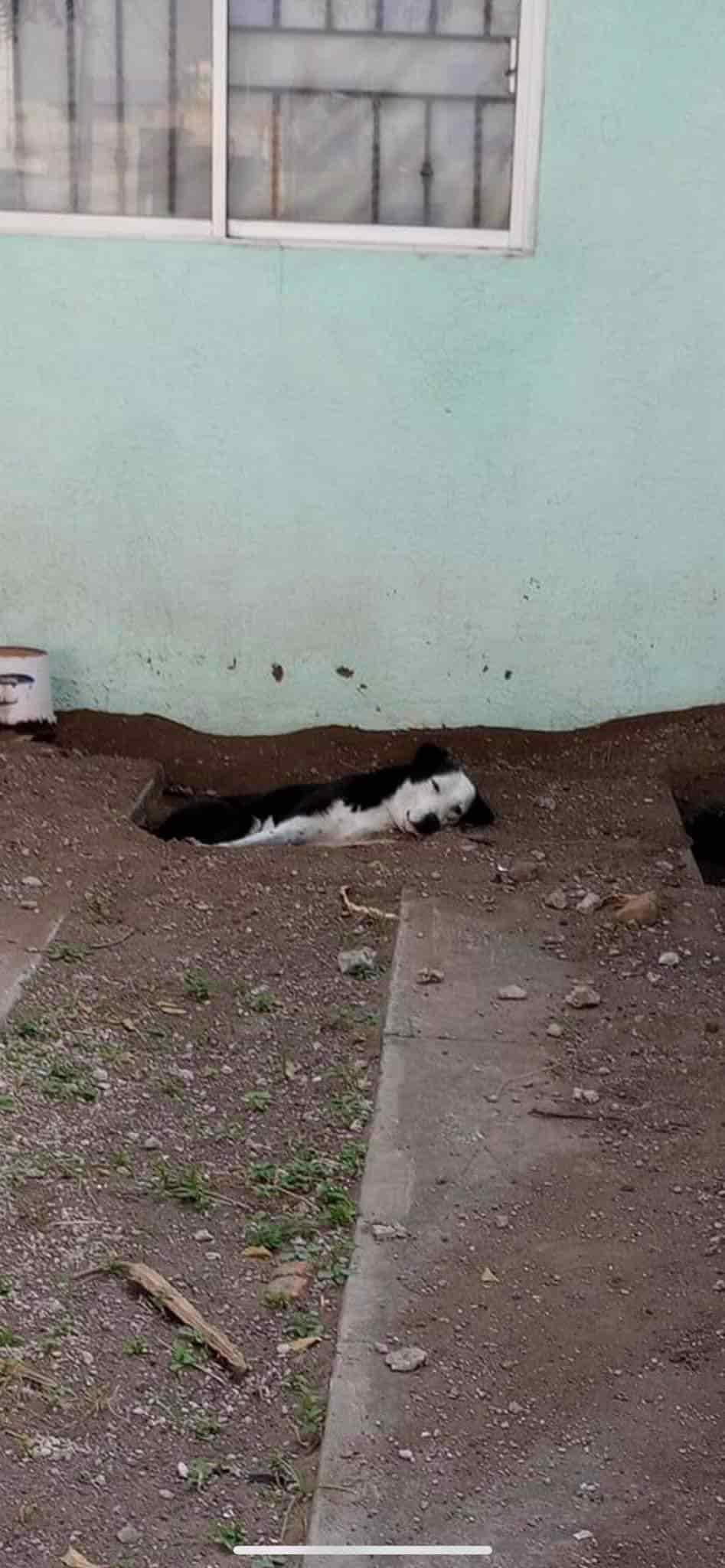 Denuncian presunto maltrato animal en perrera de Veracruz