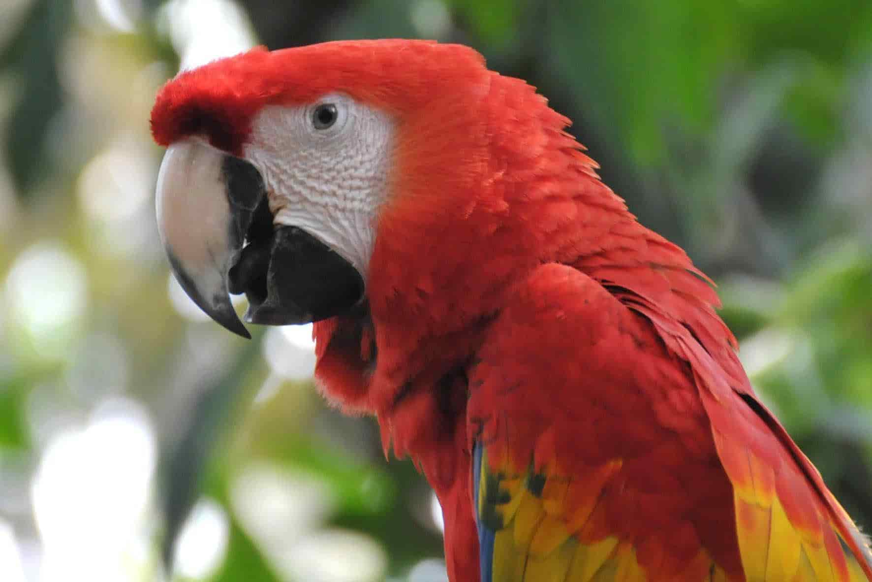 Guacamayas rojas serán liberadas en Nanciyaga; llegan a acuerdos con Aquarium de Veracruz