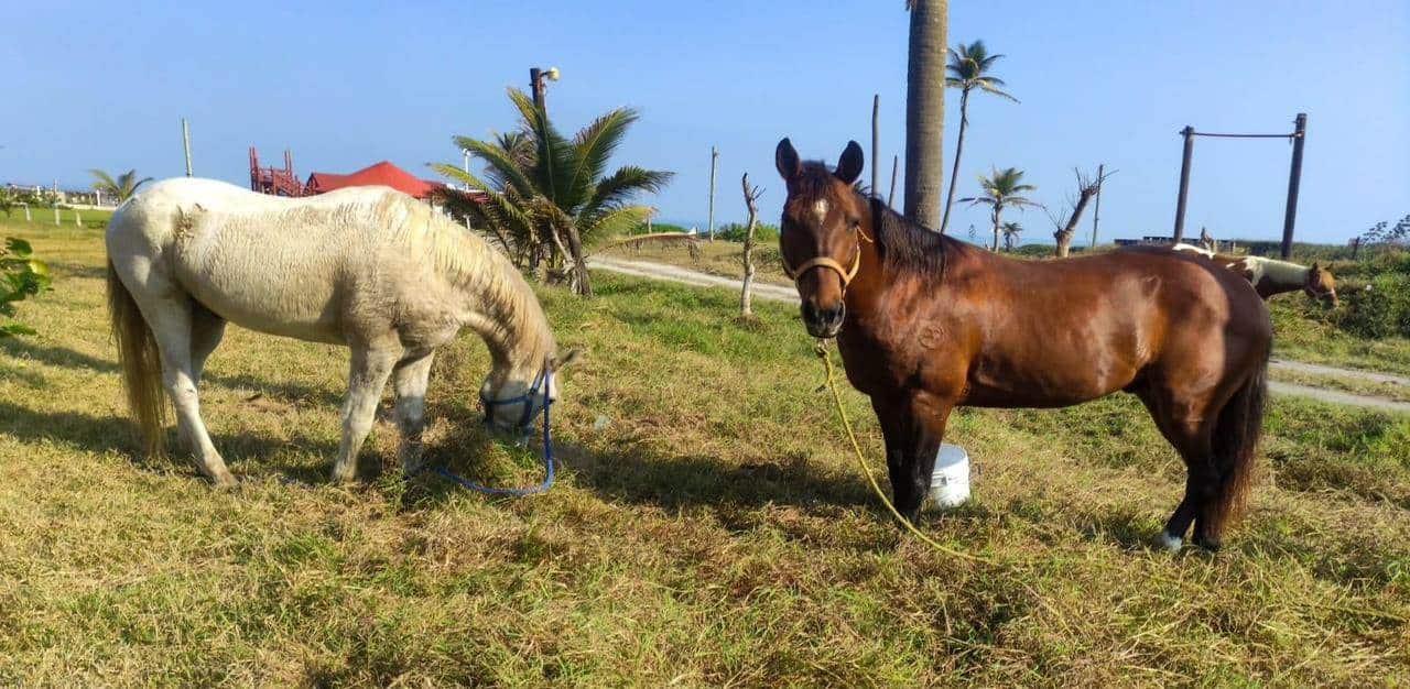 Aparecen los caballos de Earth Mission