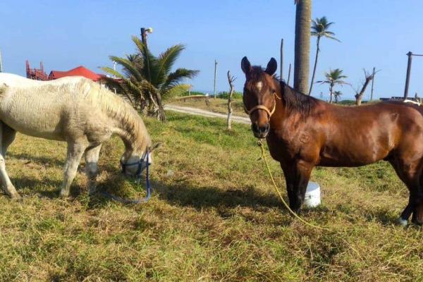 ¿Se fueron de fiesta? Localizan a los caballos de Earth Mission