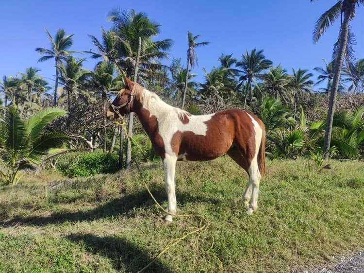 Aparecen los caballos de Earth Mission